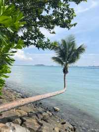 Singapore tourism, must-visit internet-famous coconut trees.