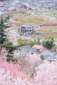 March, go to Japan to enjoy cherry blossoms.