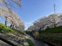 Nara's Saho River Sakura 🌸 A lesser-known spot for cherry blossom viewing, but a huge and beautiful area!