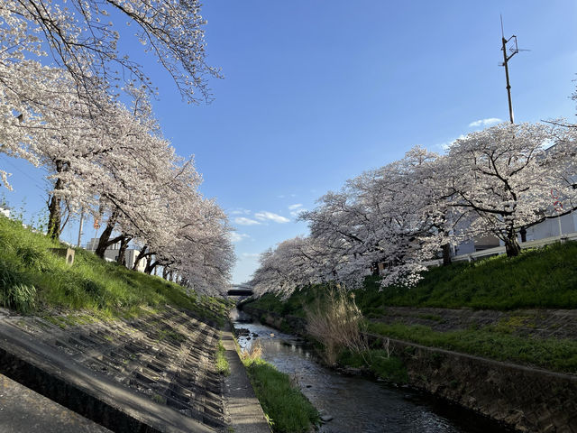 Nara's Saho River Sakura 🌸 A lesser-known spot for cherry blossom viewing, but a huge and beautiful area!