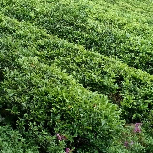 打卡清遠英德積慶裏紅茶穀
