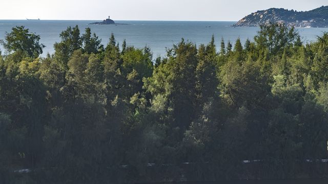 不在歐洲勝歐洲，東山島這片酒店門口的森林真的太好看了