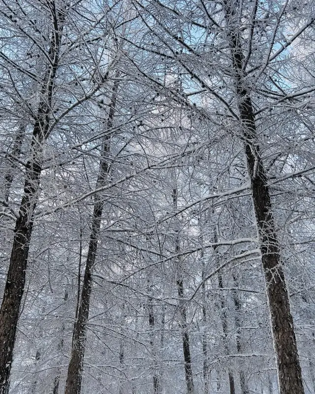 만룡 스키장의 절경 안개서리, 충례의 겨울 기적!