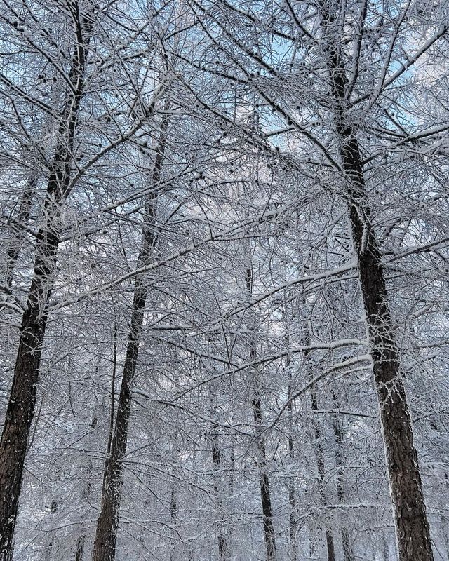 萬龍滑雪場的絕美霧凇，崇禮的冬日奇蹟！