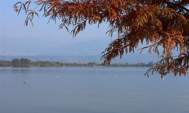 超治癒！快來打卡邛海濕地公園這些高顏值冬日秋景