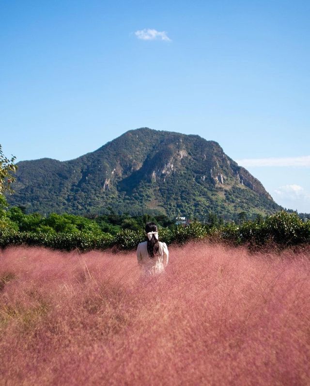 探索濟州島魅力之旅！驚艷的粉紅山谷MANOR BLANC