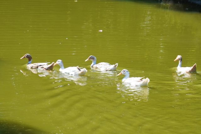 秋日打卡上海莊行（農藝）郊野公園