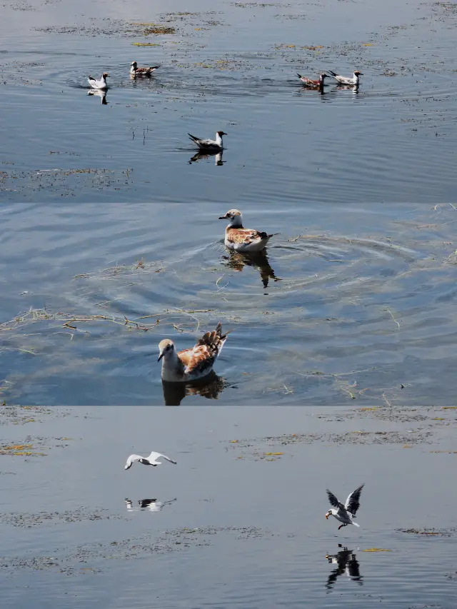 新疆·和静｜巴音布鲁克草原の「天鹅湖」