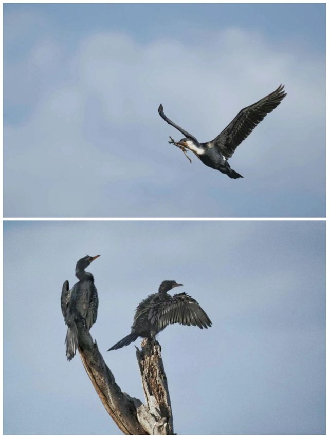 非洲·奈瓦沙湖·遊船拍鳥