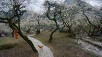 清遠陽山水浪花谷賞百畝李花，原生態峰林石山鄉村