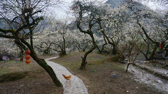 清遠陽山水浪花谷賞百畝李花，原生態峰林石山鄉村