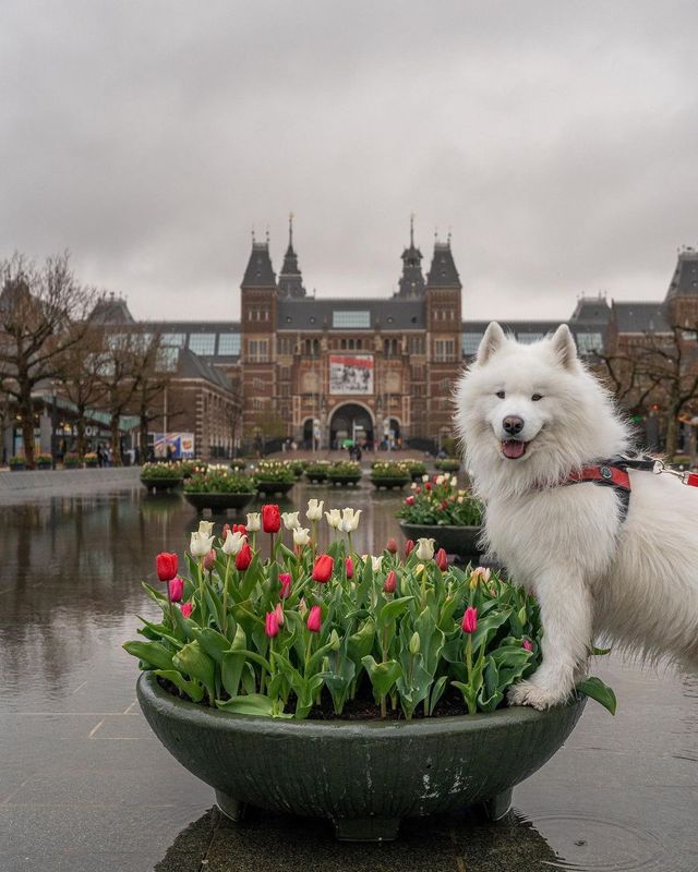 10 things to do in Amsterdam & the surroundings 🇳🇱🌷