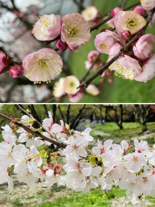 蘇州上方山森林公園春日賞花計劃出遊前必看