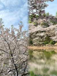 湖南省植物園櫻花海，春日賞花正當時