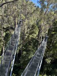 第一次樹頂漫步—Otway treetop walk