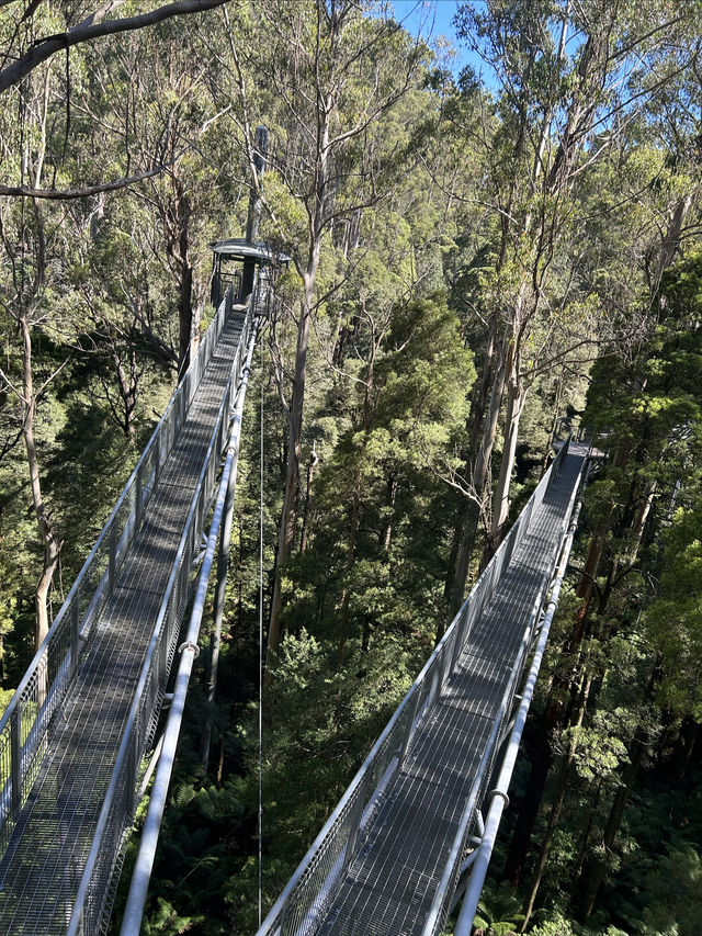 第一次樹頂漫步—Otway treetop walk