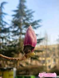 Unexpected Beauty: Magnolia Surprise 🌸