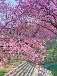 「絕美櫻花大道，南京中山植物園盛放，美景盡收眼底！」