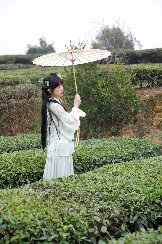 春衫薄，茶山綠體驗一下採茶的樂趣