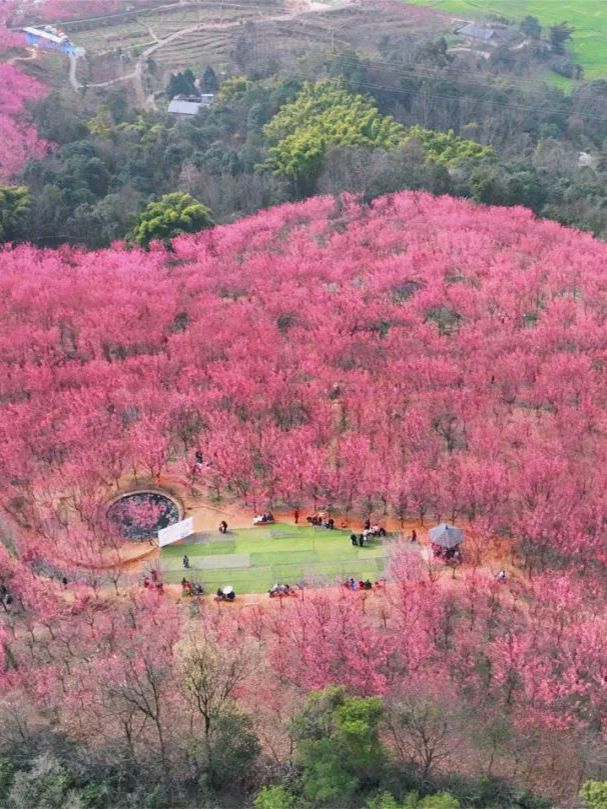 四川最美梅花地大公開