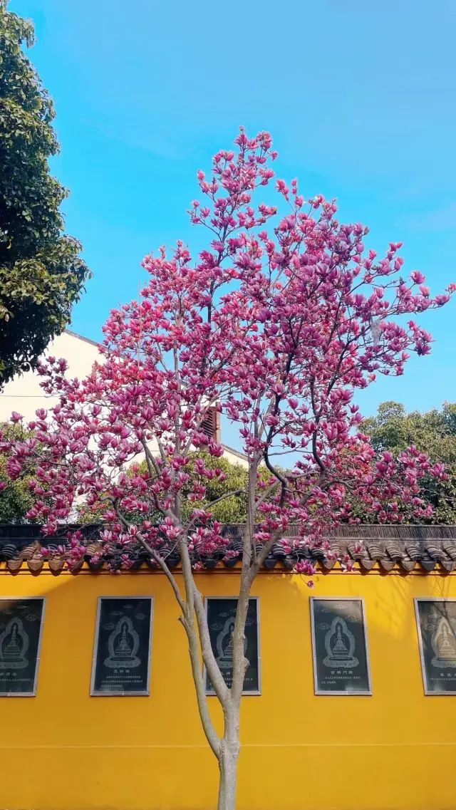 Look up and it's spring! Experience the quiet and gentle beauty of the magnolia blossoms at Suzhou's Shuangta Temple