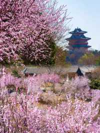 京都賞花園博園中絕美桃花谷驚艷整個春天