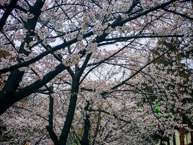 雞鳴寺櫻花大道賞櫻攻略-花期時間短，賞花要趁早