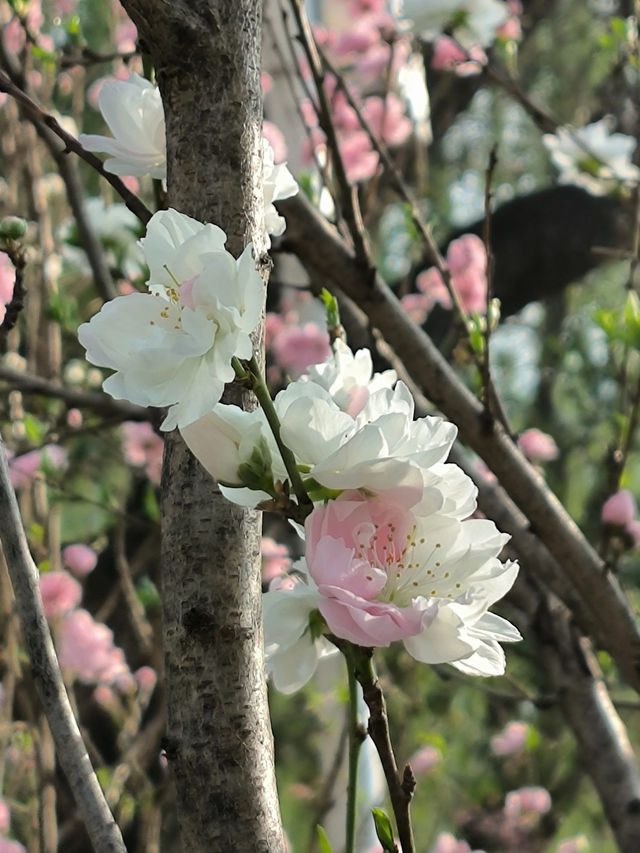 鄭州人民公園賞花——在春天感受美好