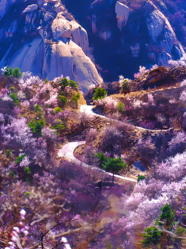 Indeed, it is the backyard garden of Beijing, the peach blossoms all over the mountains are stunningly beautiful