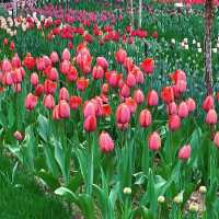 Tulip Extravaganza at Lanting Park 🌷🌳