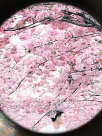 東莞的櫻花又盛開啦！花期還有十天左右