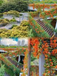 深圳最浪漫公園，一年四季有花海