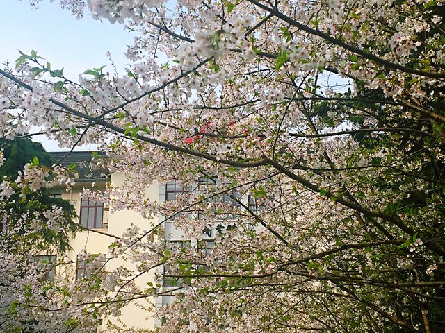 南京春日賞花地圖—南林大櫻花季