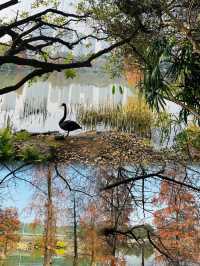 一起去黃埔賞梅，香雪公園梅花已盛開