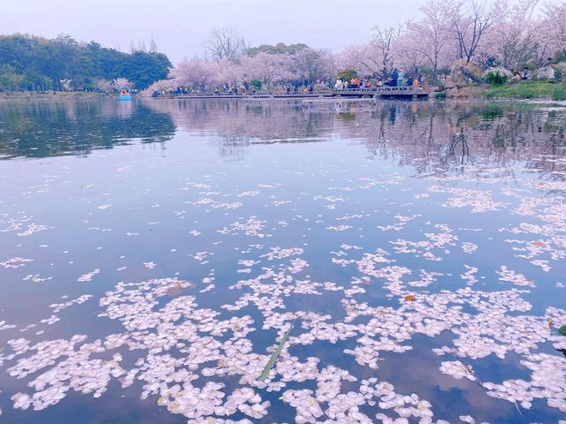 櫻花盛開在湖水畔,春天玩點花的 櫻花盛開在湖水畔,春天玩點花的