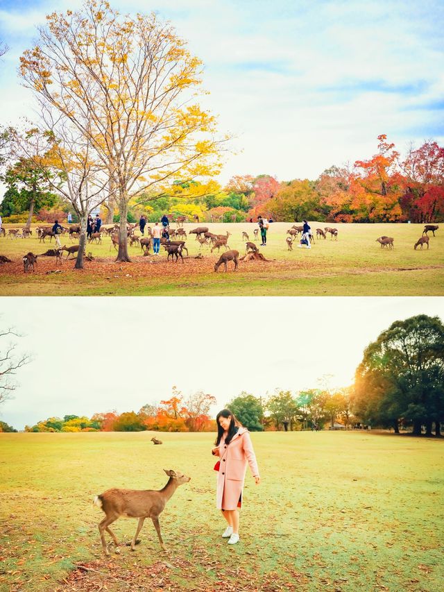 全球追秋|枫叶季的奈良公園