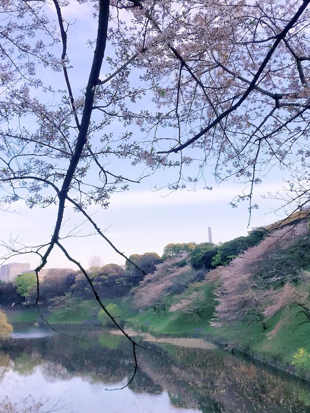 去公園吧！千鳥淵迷人櫻花隧道