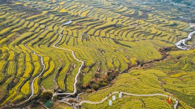 覆卮山下，油菜花開