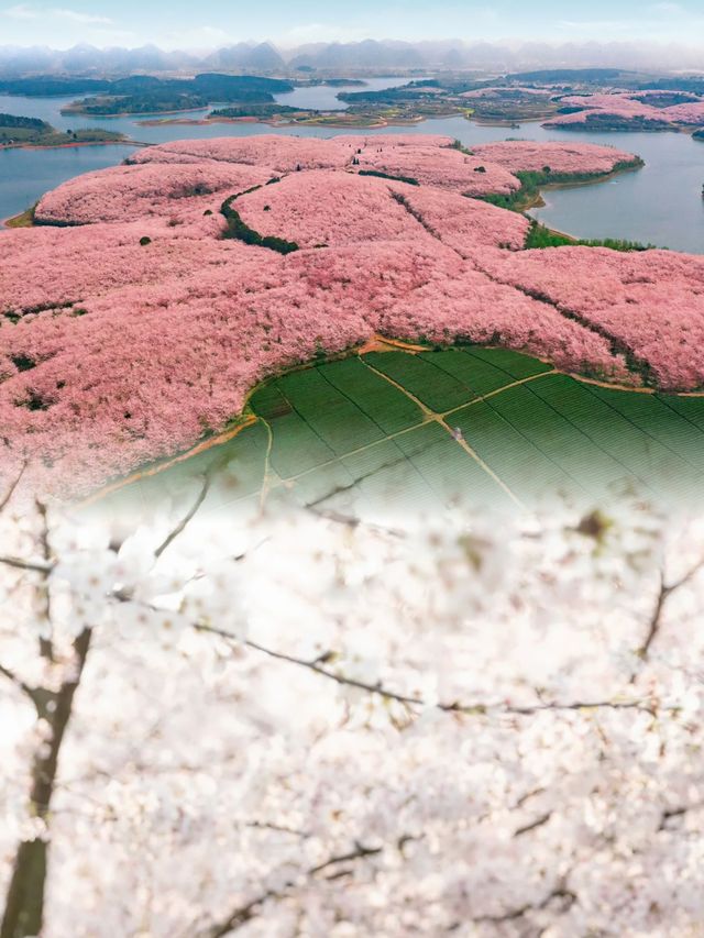 重慶周邊的這 10 個地方,藏著超美的花花世界~ 重慶周邊的這 10 個地方,藏著超美的花花世界~