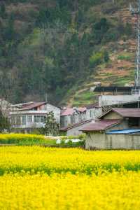 陝西旅行｜漢中油菜花賞花攻略之鹽場鎮