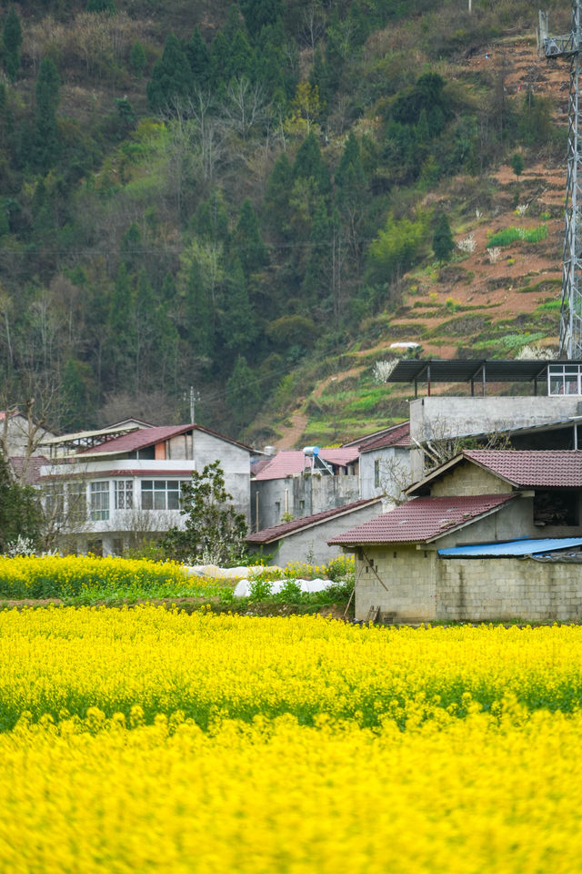 陝西旅行｜漢中油菜花賞花攻略之鹽場鎮