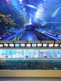 【東京品川水族館攻略】海底世界奇觀，千種海洋生物等你發現！