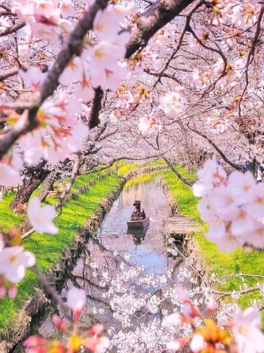 Cherry Blossoms Around Osaka Himeji🇯🇵