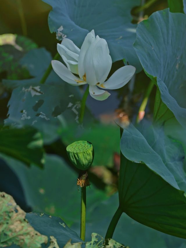 必去！同里國家濕地公園，陶醉在綠色天堂的攻略