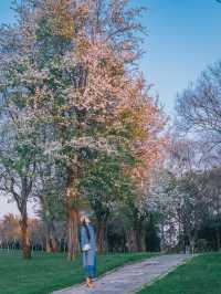 自駕雲南｜昆明石林生態公園：原來在夕陽下賞花更加浪漫