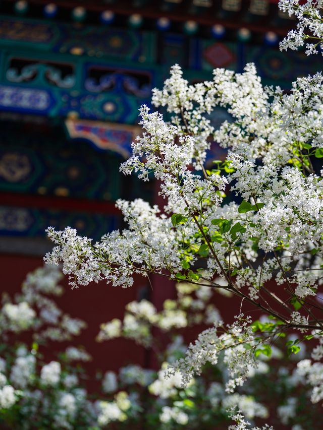 戒台寺的丁香又開了！古寺配古樹賞花天花板