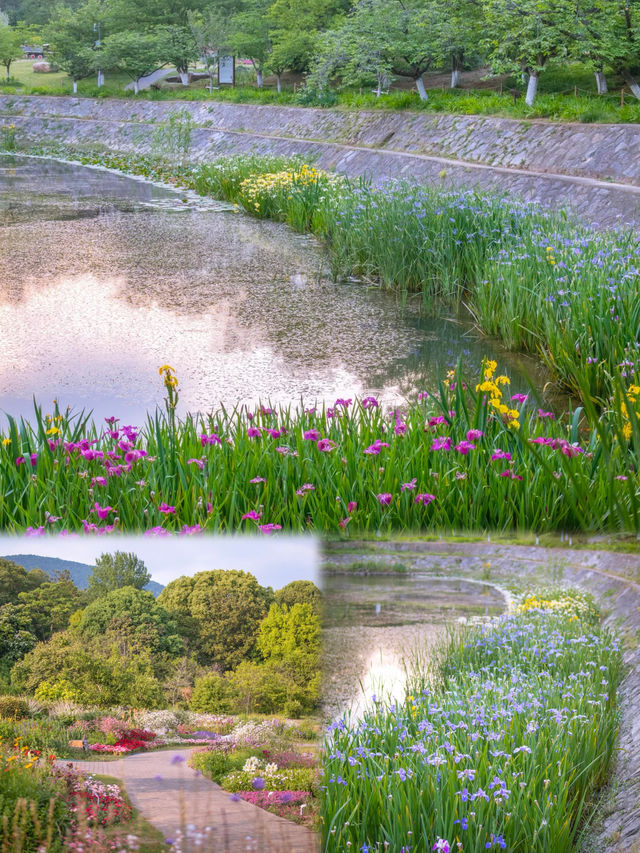 南京的莫奈花園！ | 這也太浪漫了…