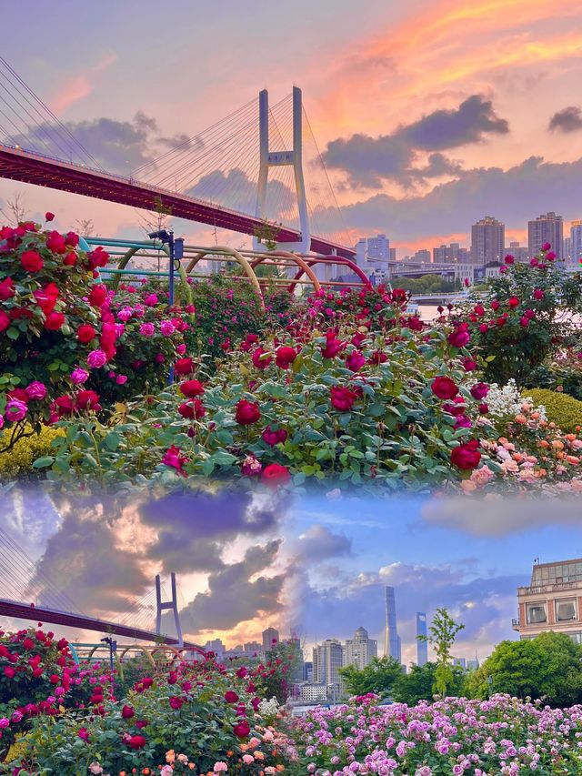 在南浦聽月季的海洋與城市的交響曲