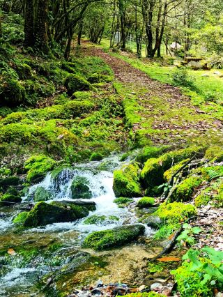 The fantasy forest that went viral on social media, is it a hidden fairyland in Sichuan?!