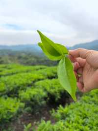 美麗的霞葛司下茶山夜市